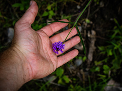 Verbena bonariensis