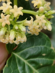 Parsonsia leichhardtii