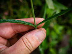 Verbena bonariensis
