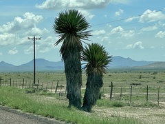 Yucca faxoniana