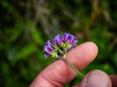 Verbena bonariensis