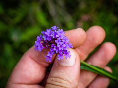 Verbena bonariensis