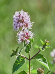 Mentha aquatica
