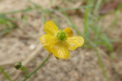 Ranunculus lanuginosus
