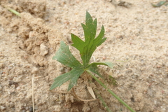 Ranunculus lanuginosus