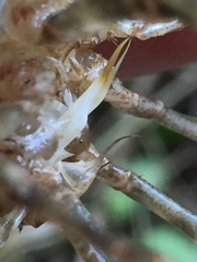 Faxonius erichsonianus