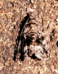 Protodeltote muscosula