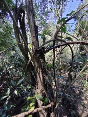 Parsonsia leichhardtii