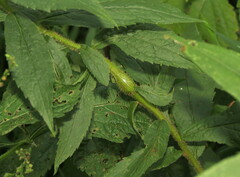 Pterygota