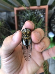 Neotibicen