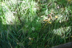 Conioselinum tataricum