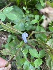 Tenthredo scrophulariae