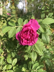 Rosa