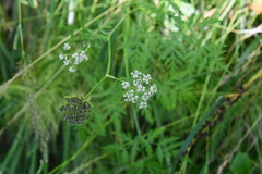Conioselinum tataricum