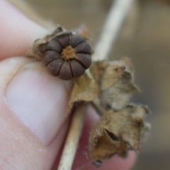 Malva multiflora