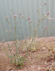 Pterocaulon sphacelatum
