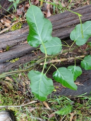 Parsonsia leichhardtii