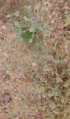 Pterocaulon sphacelatum