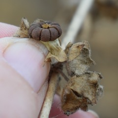 Malva multiflora