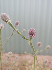 Pterocaulon sphacelatum