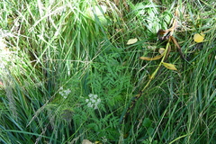 Conioselinum tataricum