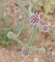 Pterocaulon sphacelatum