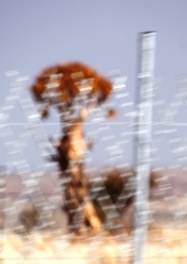 Aloidendron dichotomum