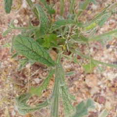 Pterocaulon sphacelatum