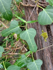 Parsonsia leichhardtii