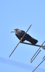 Corvus frugilegus
