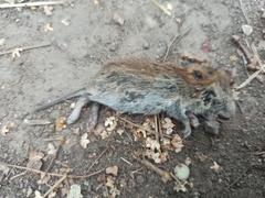 Clethrionomys glareolus