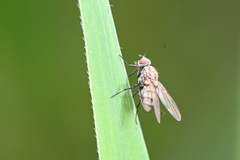 Anthomyiidae