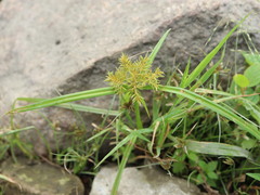 Cyperus engelmannii