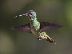 Chrysuronia oenone