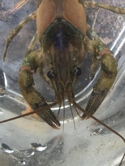 Faxonius erichsonianus