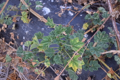 Malva multiflora