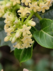 Parsonsia leichhardtii