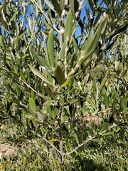 Olea europaea