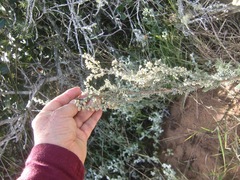 Eriocephalus racemosus