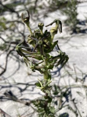 Lyperia tristis