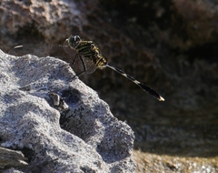 Orthetrum sabina
