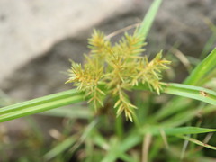 Cyperus engelmannii