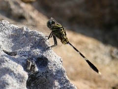 Orthetrum sabina