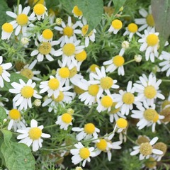 Anthemis cotula