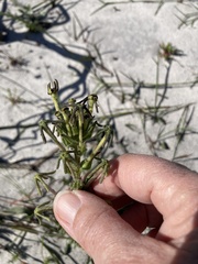Lyperia tristis