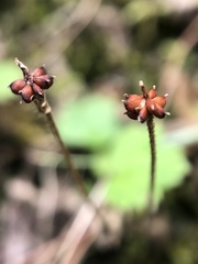 Hydrocotyle setulosa