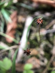 Hydrocotyle setulosa