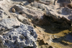 Orthetrum sabina