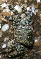 Pachygrapsus marmoratus