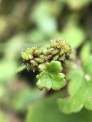 Hydrocotyle setulosa